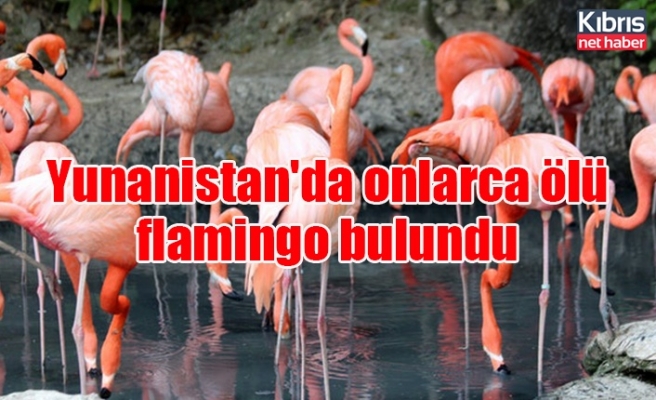 Yunanistan'da onlarca ölü flamingo bulundu