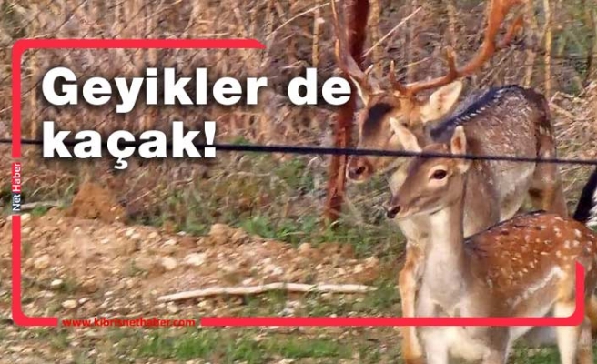 Çatalköy'deki geyiklerde kaçak çıktı