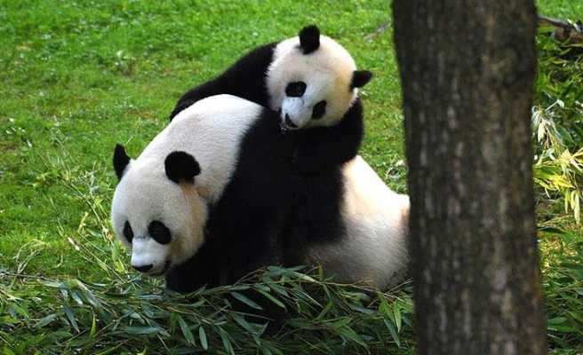 Çin Devlet Başkanı Şi, ABD'ye “dostluk elçisi” olarak panda yolluyor