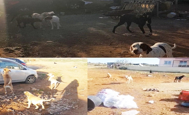 Güzelyurt Hayvanları Koruma Derneği: “Kalkanlı Köyü sokak köpeği tehlikesine maruz bırakıldı”