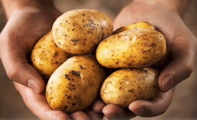 İlkbahar Patates ekimi yapılan arazilerin 15 Şubat’a kadar Genel Tarım Sigortası Fonu’na beyan edilecek
