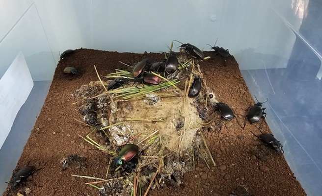 Çam kese böceğiyle mücadele için terminatör böcek üretimine başlandı