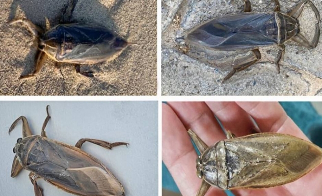 Kıbrıs kıyılarında ‘ayak parmağı yiyen’ böceği tespit edildi
