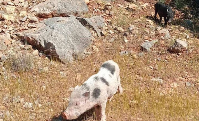 Buffavento’yu domuzlar bastı