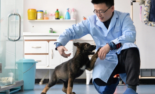 Çin'de klonlanan ilk polis köpeği eğitimlere başladı