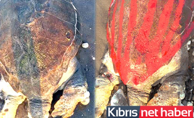 Deniz kaplumbağası işkence yapılarak öldürüldü