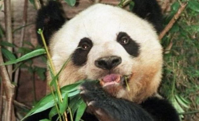 Dünyanın en yaşlı pandası Jia Jia 38 yaşında öldü