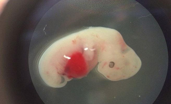 İnsan ve domuzdan karma embriyo üretildi