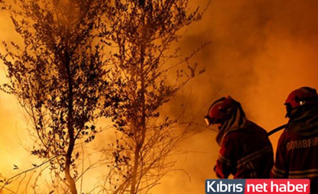 Orman yangınlarında 36 kişi öldü