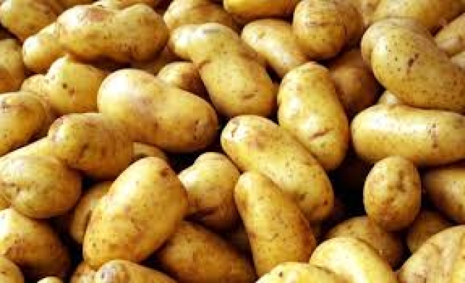 Patates üreticilerinin dikkatine!