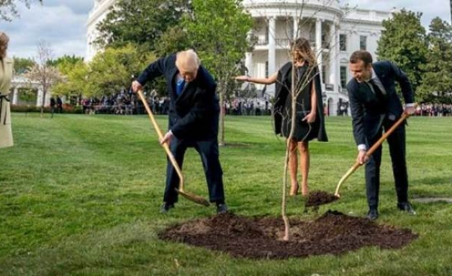 Trump ile Macron ağaç dikti