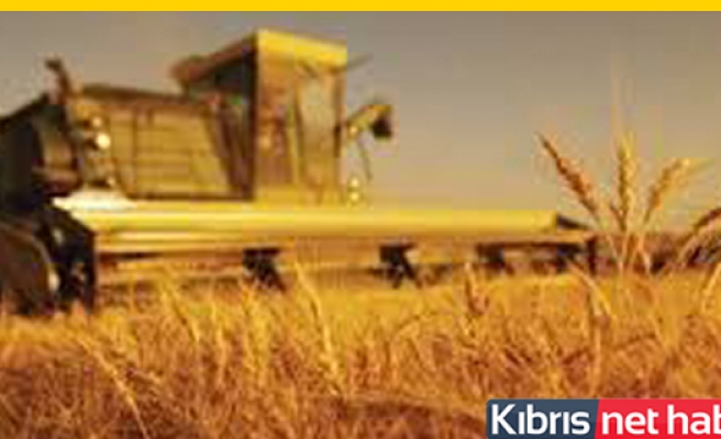 TÜK Pazartesi Tohumluk Arpayla Buğday Satışına Başlıyor