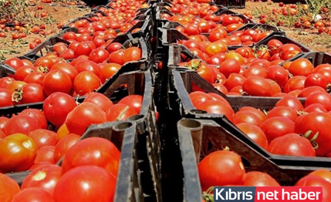 Türkiye’ye domates sevkiyatı!