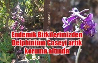 Endemik Bitkilerimizden Delphinium Caseyi artık koruma...