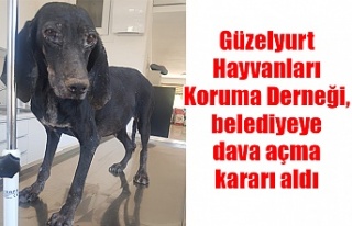 Güzelyurt Hayvanları Koruma Derneği, belediyeye...