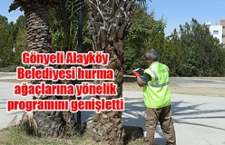 Gönyeli Alayköy Belediyesi hurma ağaçlarına yönelik...