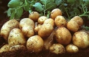 TÜK’ten patates üreticilerine duyuru: “Mağusa...
