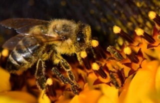 Brezilya’da 3 ayda 500 milyon arı öldü
