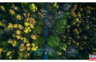 Rumlar 10 milyon ağaç dikecek