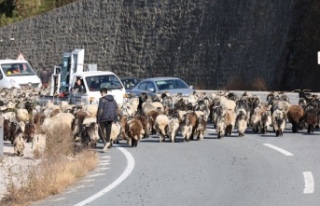 600 koyun ile karayoluna çıktı, trafik kilitlendi