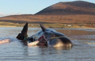 Karaya vuran balinanın karnından 100 kilogram çöp...