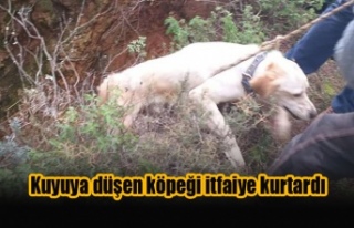 Girne'de kuyuya düşen köpeği itfaiye kurtardı