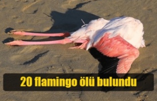 Larnaka’daki Tuz Gölü’nde 20 Flamingo Ölü...