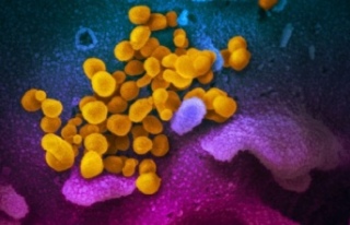 Mutasyona uğramış 40 koronavirüs bulundu