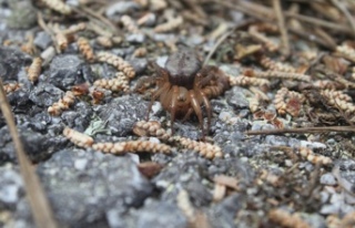 Kıbrıs’a özgü yeni bir örümcek türü keşfedildi