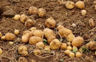 Sonbahar patates ekimi yapılan araziler yarına kadar...