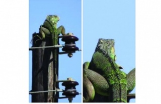 Direk'te güneşlenen Iguana