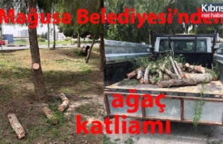 Mağusa Belediyesi'nden ağaç katliamı