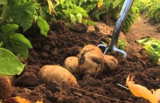 Sofralık patates ihracatına 40 kuruş destek veriliyor