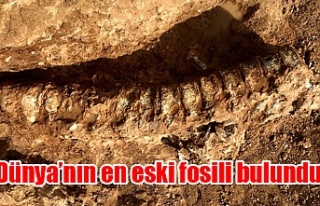 Kanada'da dünyanın en eski hayvan fosili bulundu!