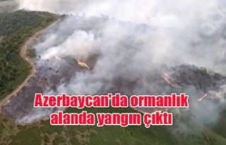Azerbaycan'da ormanlık alanda yangın çıktı