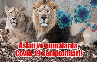 Aslan ve pumalarda Covid-19 semptomları! Bakıcılarından...