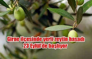 Girne ilçesinde yerli zeytin hasadı 23 Eylül’de...