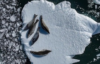 Antarktika'daki deniz buzu seviyesi, mevsimsel...