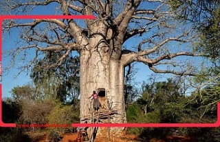 Dünyanın en yaşlı ağacı: Baobab