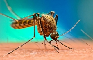 Lefkoşa’da Batı Nil virüsü vakası tespit edildi