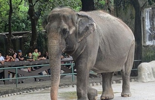 Filipinler'in tek fili "Mali" hayatını...