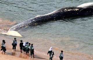 Dev balina cesedine ziyaretçi akını