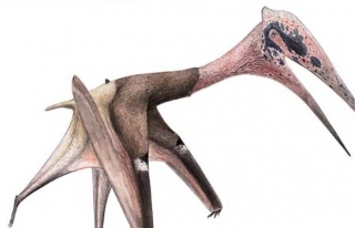 Dinozor yiyen dev yaratık fosili keşfedildi…