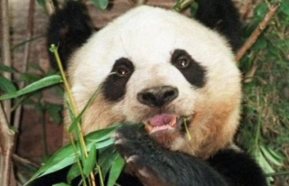 Dünyanın en yaşlı pandası Jia Jia 38 yaşında...