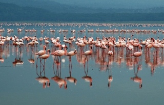 Flamingolar Larnaka Tuz Gölü’nde