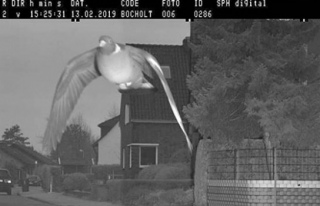 Hız sınırını aşan güvercin, kameraya yakalandı