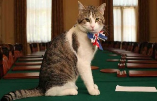 İngiltere Dışişleri Bakanlığı'nda 'Kedi' kadrosu