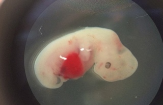 İnsan ve domuzdan karma embriyo üretildi