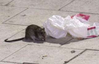 İsveç şokta! Dev fareler şehri bastı!