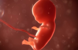 Laboratuvar ortamında embriyo benzeri yapılar üretildi